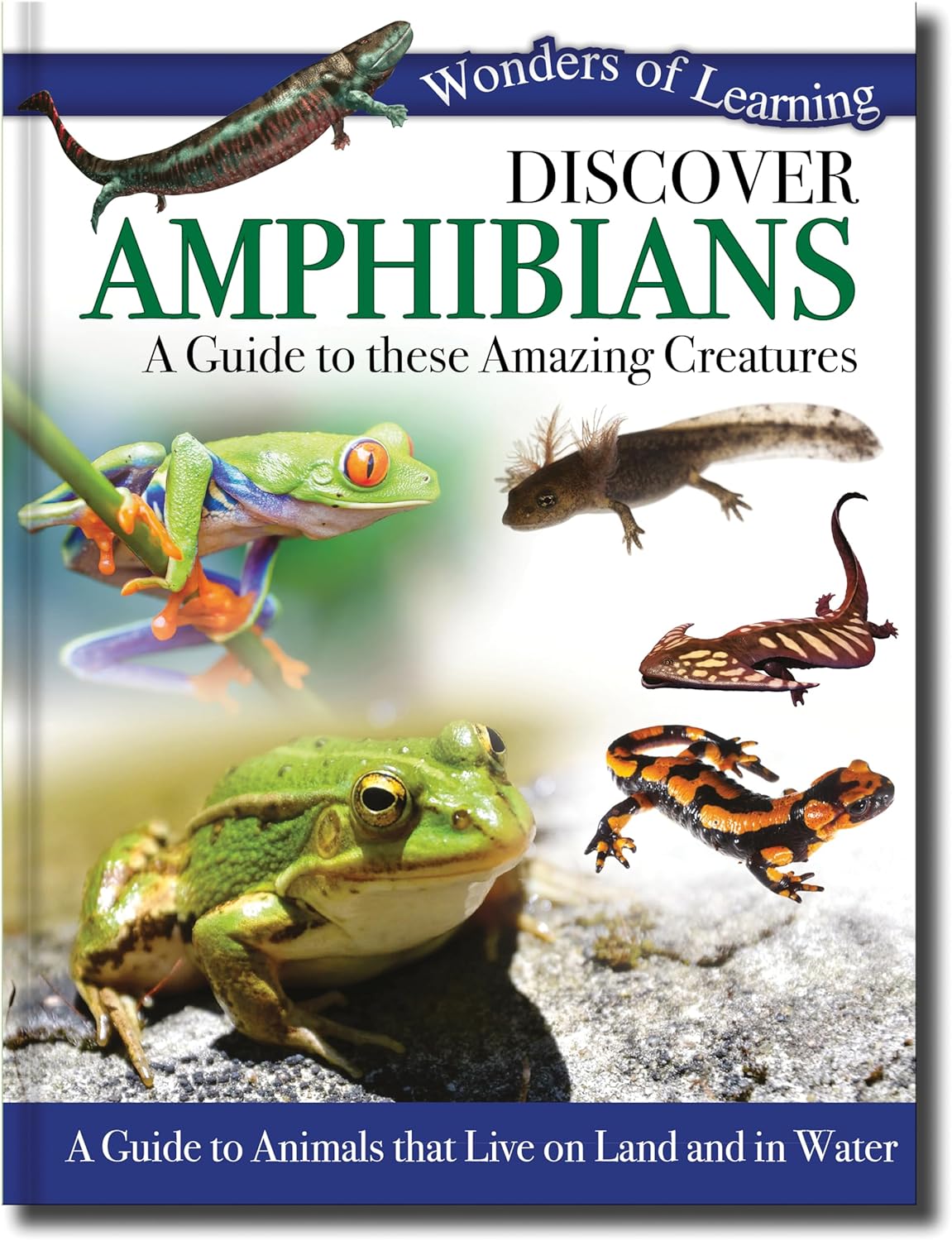 Discover Amphibians - Children's Reference Book