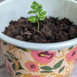 Willow and Belle Kitchen Herb Pots & Tray - Set of 3 Enamel Plant Pots