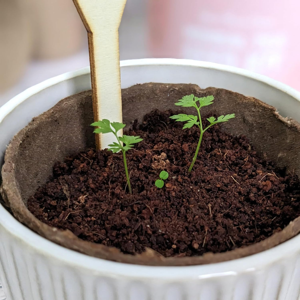 Willow and Belle Chamomile, Lemon Mint & Spearmint Herbal Tea Seed Kit - Includes Seeds, Peat Pots and Coir Pellets