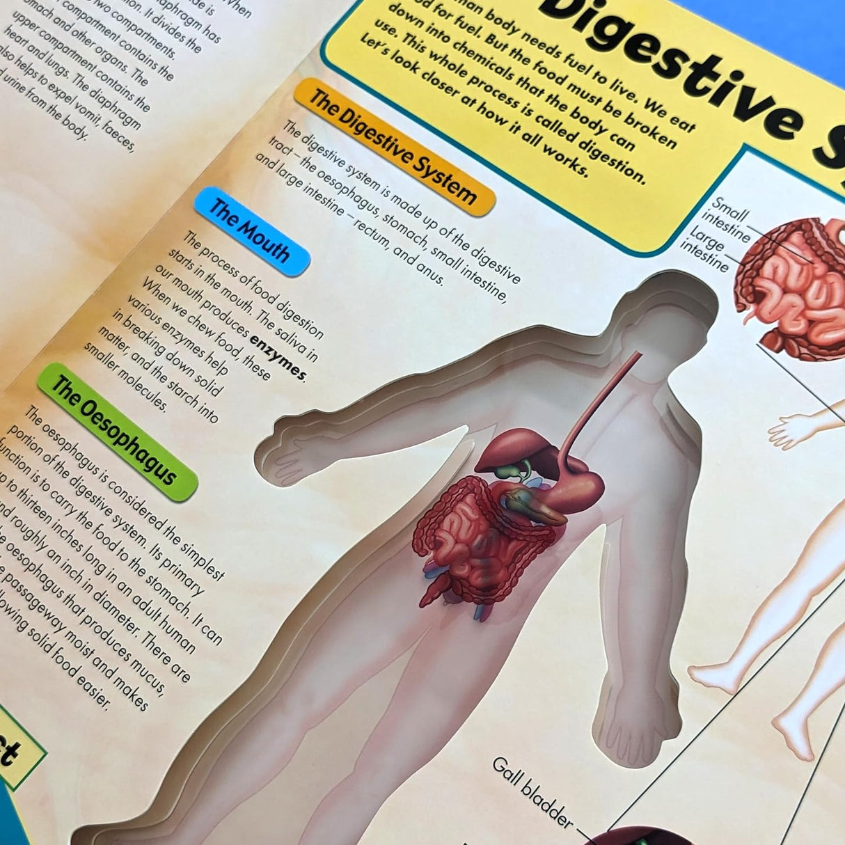 Discover the Human Body in 3D – Children’s Anatomy Book