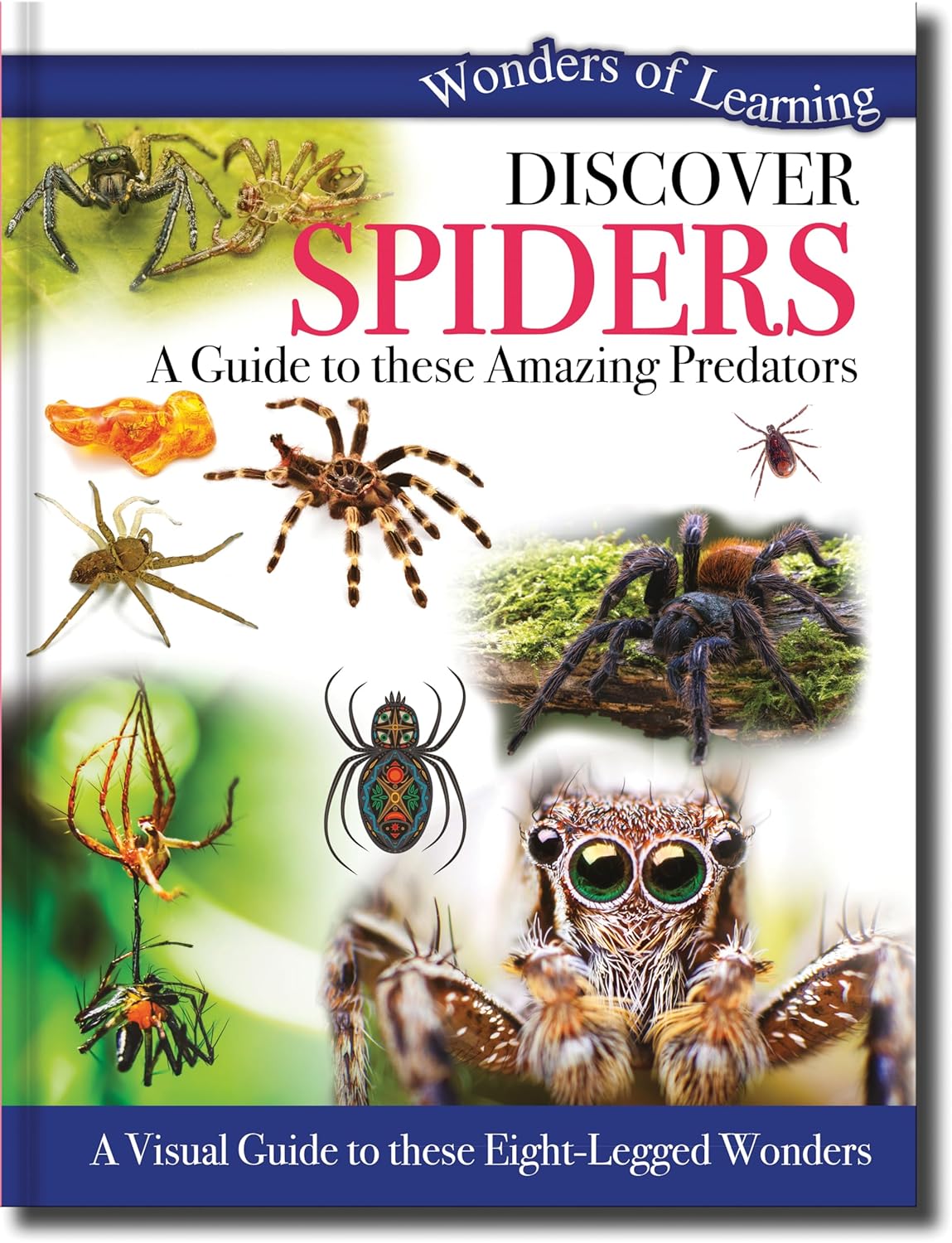 Discover Spiders - Children's Reference Book