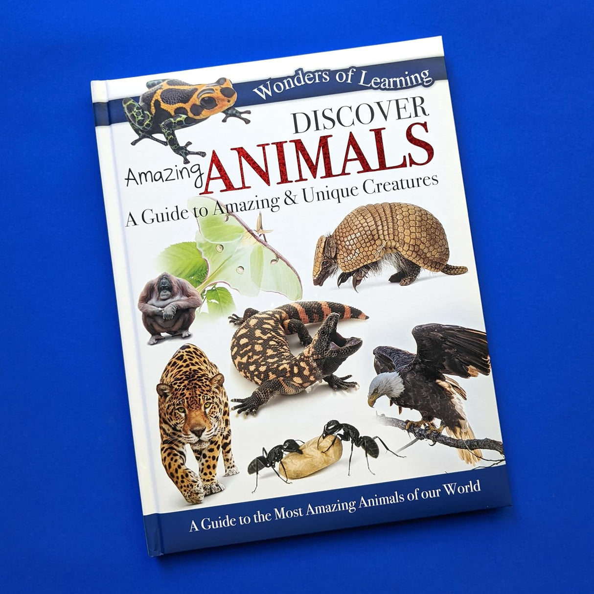 Discover Amazing Animals - Children's Reference Book