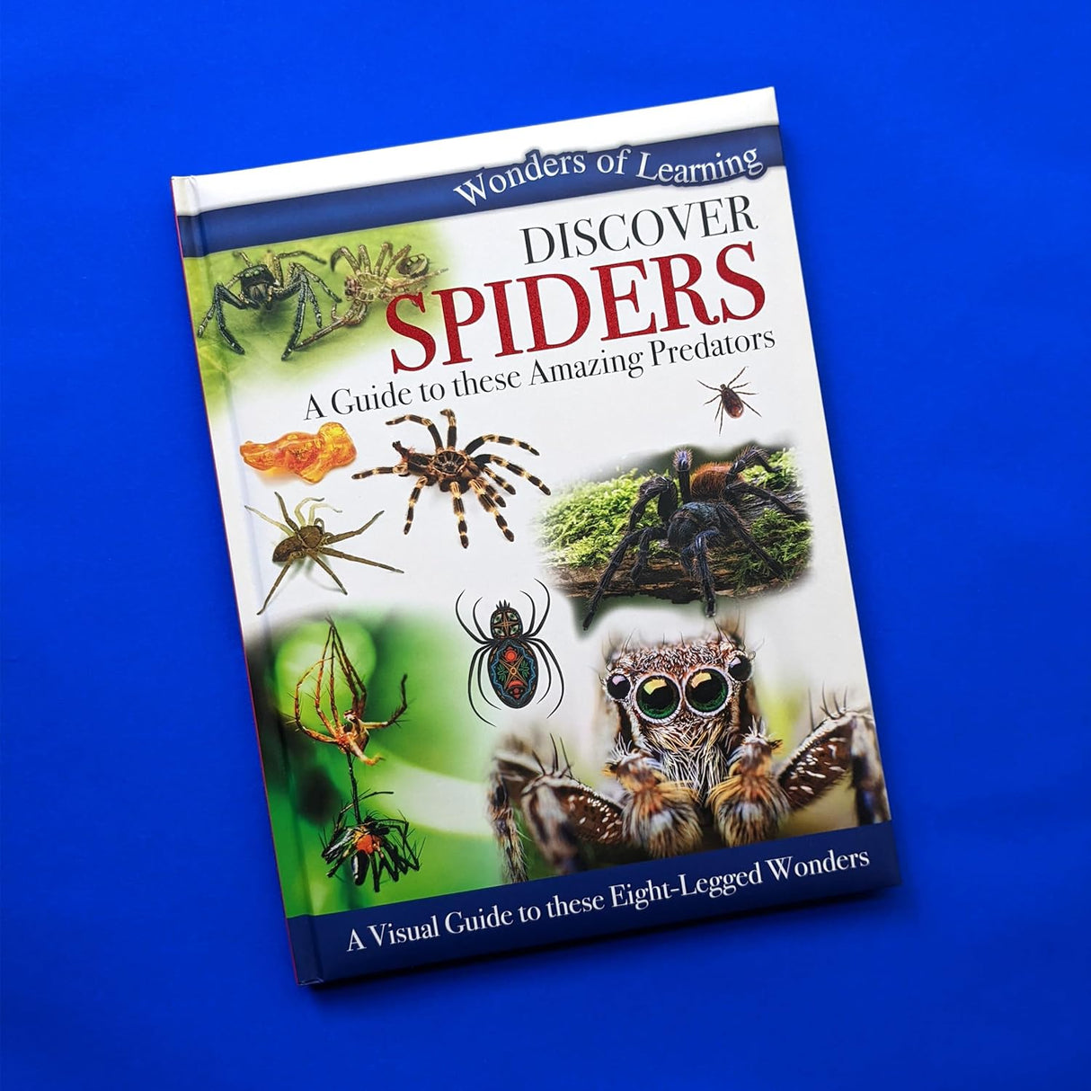 Discover Spiders - Children's Reference Book