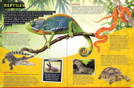 Discover Reptiles - Children's Reference Book