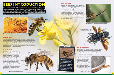 Discover Bees - Children's Reference Book