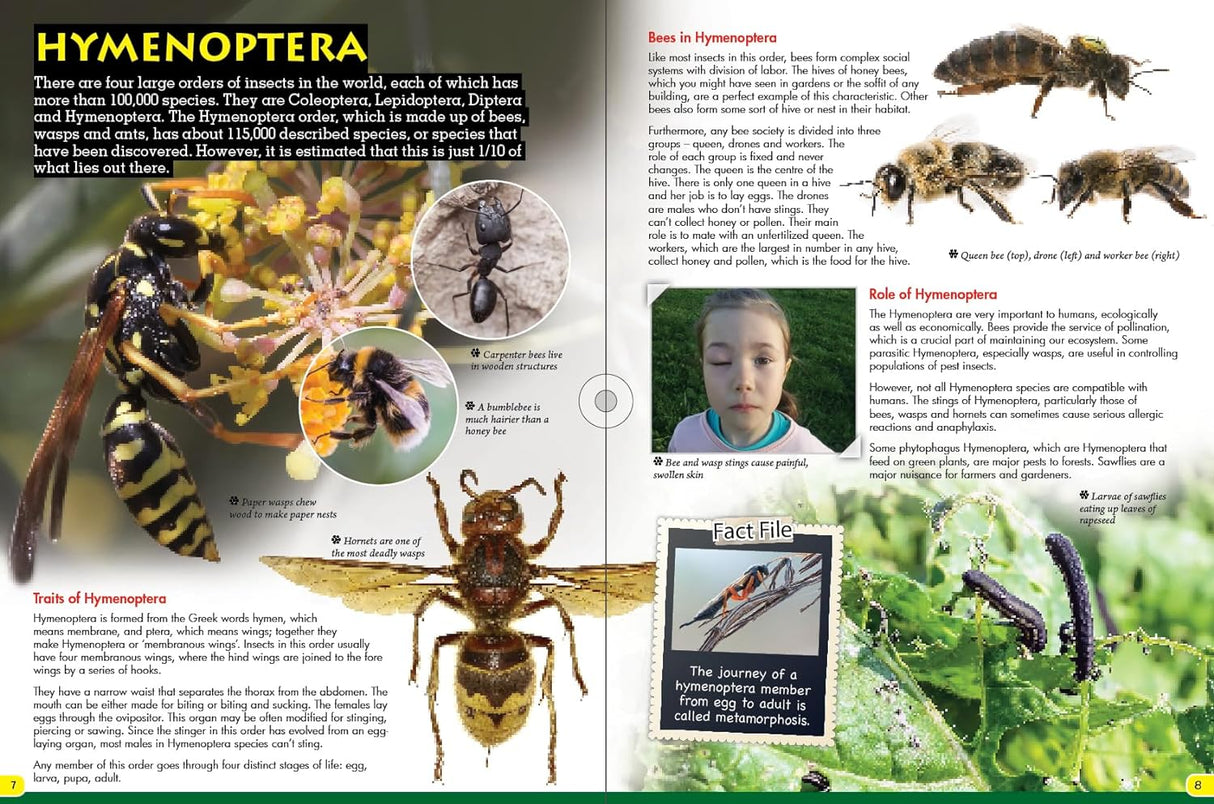 Discover Bees - Children's Reference Book