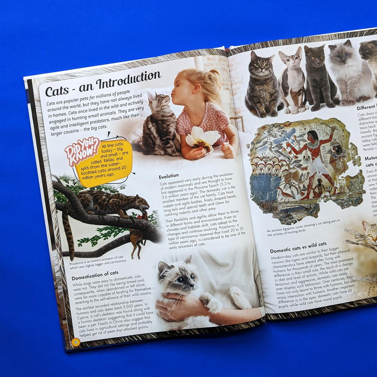 Discover an Encyclopedia of Cats - Children's Reference Book