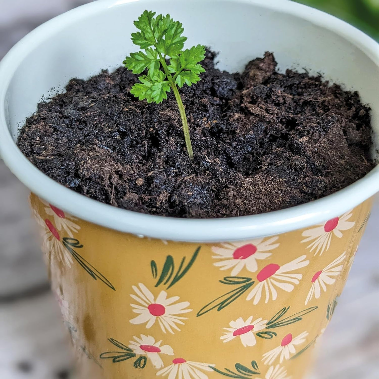 Willow and Belle  Kitchen Herb Pots and Tray - Set of 3 Enamel Plant Pots