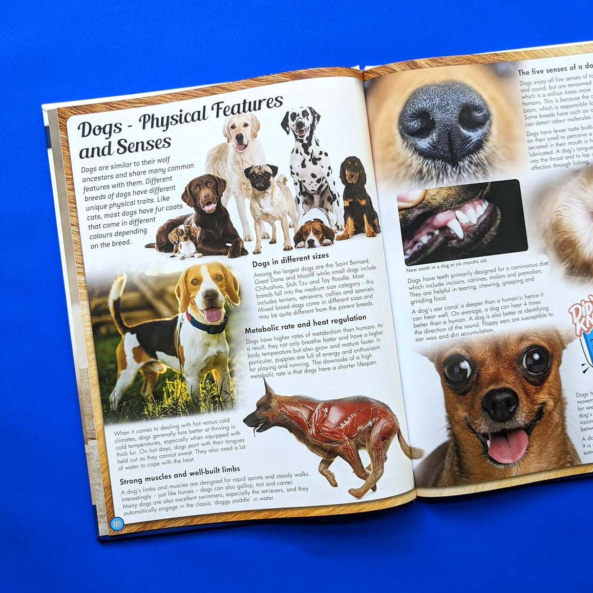 Discover an Encyclopedia of Dogs - Children's Reference Book