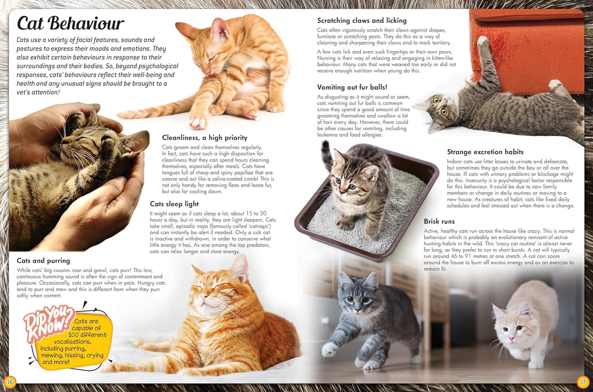 Discover an Encyclopedia of Cats - Children's Reference Book