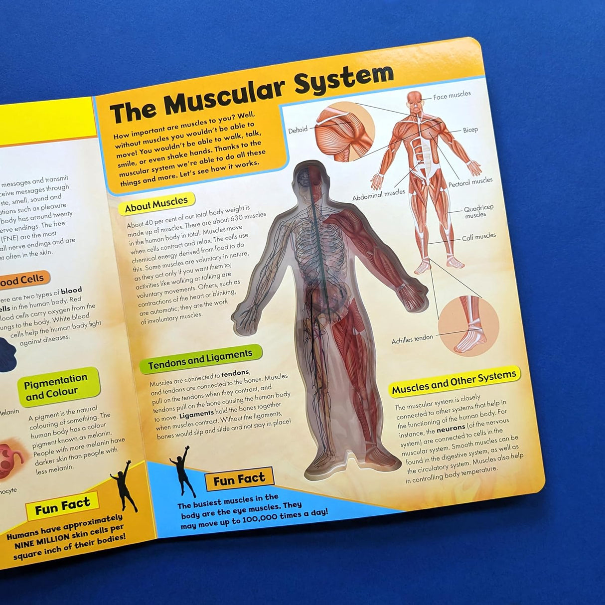 Discover the Human Body in 3D – Children’s Anatomy Book