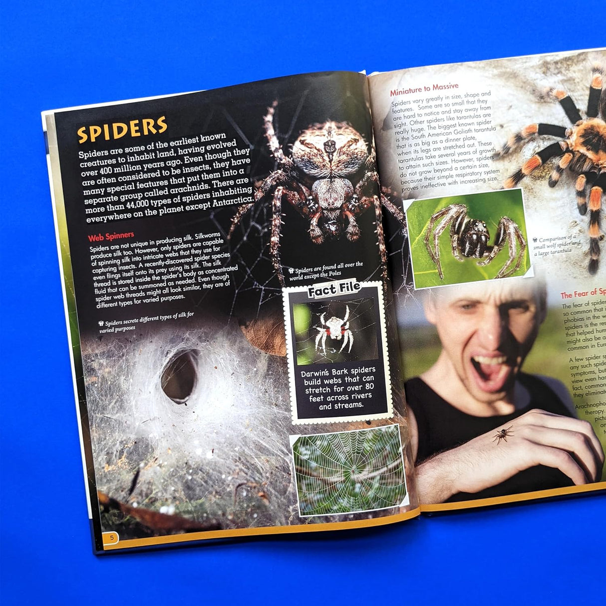 Discover Spiders - Children's Reference Book