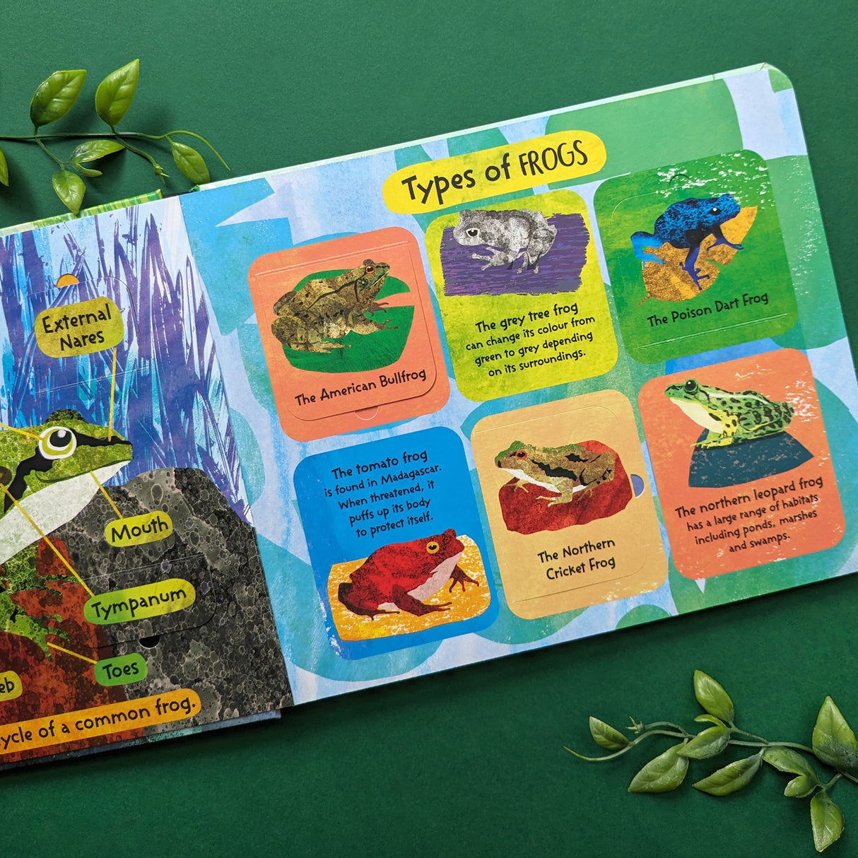 The Life Cycle of Frogs - Children’s Lift-the-Flap Book