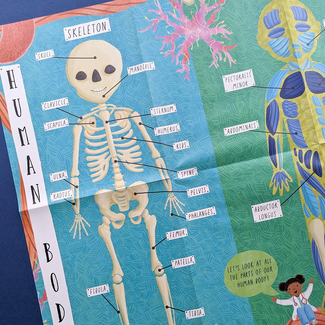 How Does The Human Body Work? - Children’s Question & Answer Book