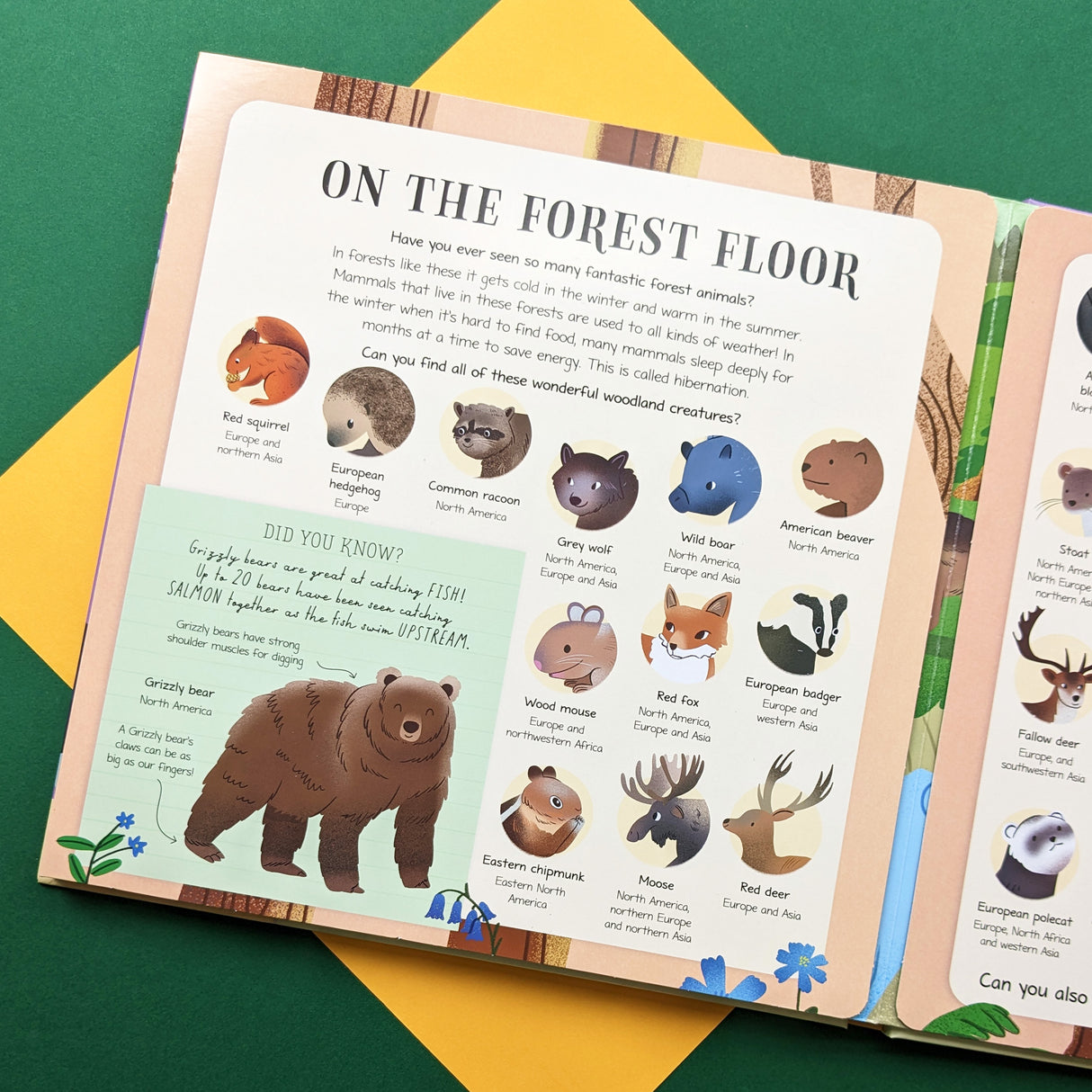 Mammals Around The World - Children’s Look & Learn Book