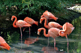 Flock Of Flamingos - 1000 Piece Puzzle