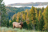 Morning Elk - 1000 Piece Puzzle