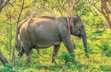 Sri Lankan Elephant - 1000 Piece Puzzle