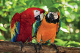 Pair Of Macaws - 1000 Piece Puzzle