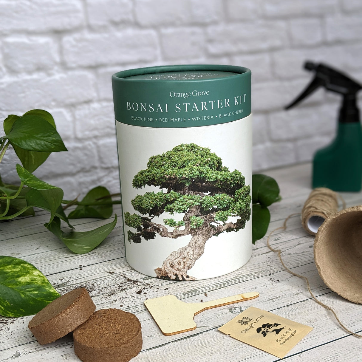 Bonsai Starter Kit - Includes Seeds, Bio Pots & Coir Pellets