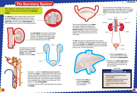 Discover The Human Body Sticker Book - Find, Stick and Learn