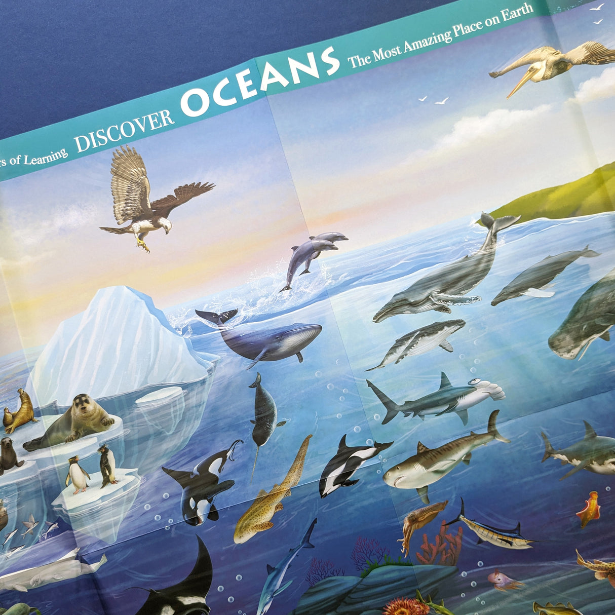 Discover Oceans Educational Box Set