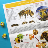 Discover Bees Educational Box Set - Children's STEM Learning